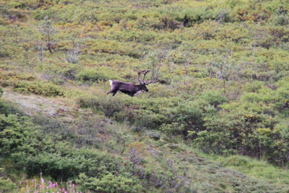 Bull caribou in Denali National Park, Alaska