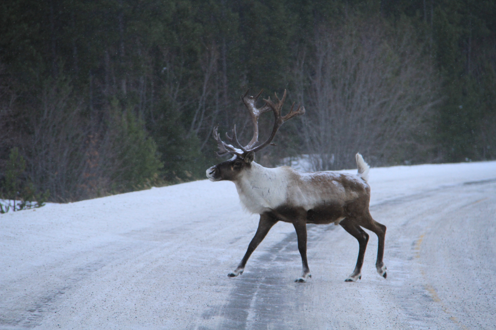 Bull caribou on the Yukon's South Klondike Highway