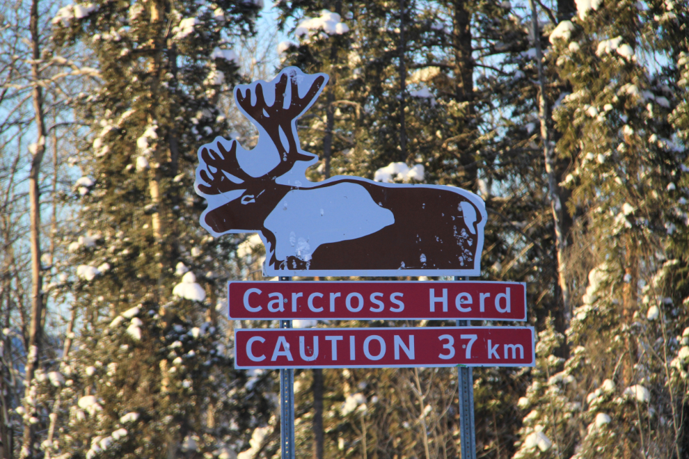 Carcross caribou herd sign on the Tagish Road