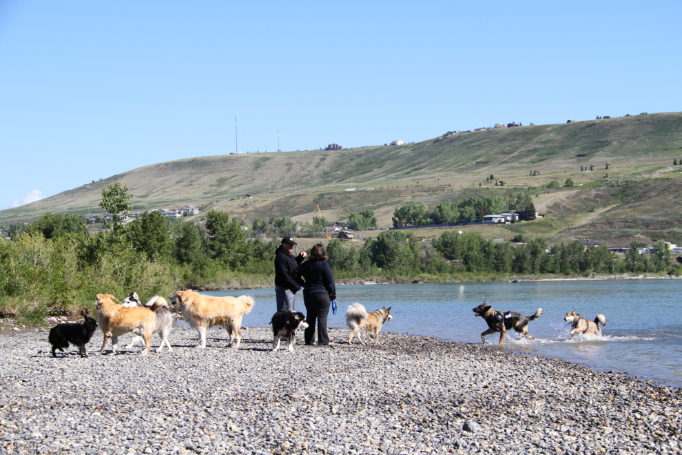 Leash-free dog park on the Bow River in Cochrane