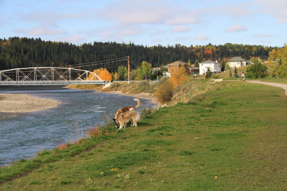 Leash-free dog park along the Bow River at Cochrane, Alberta