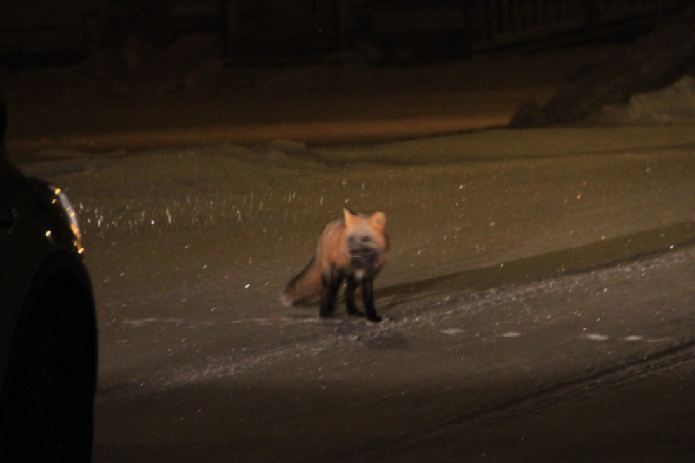 Cross fox in Dawson City, Yukon