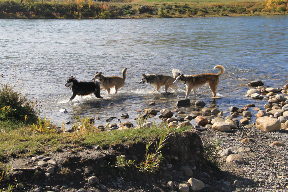 Bella and 2 of her sisters at the leash-free park along the Bow River in Cochrane, Alberta