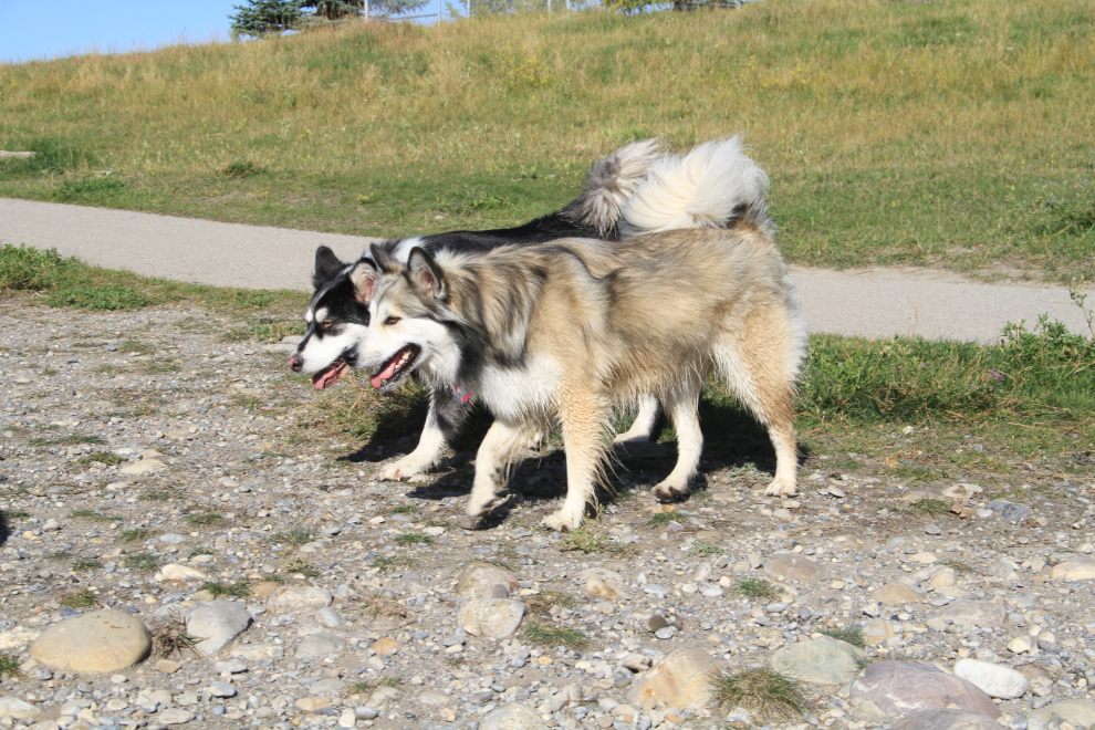 Bella and one of her sisters at the leash-free park along the Bow River in Cochrane, Alberta