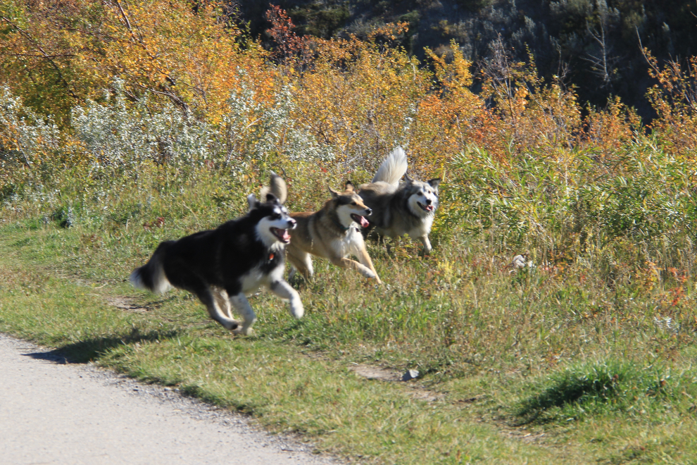 Bella and 2 of her sisters at the leash-free park along the Bow River in Cochrane, Alberta
