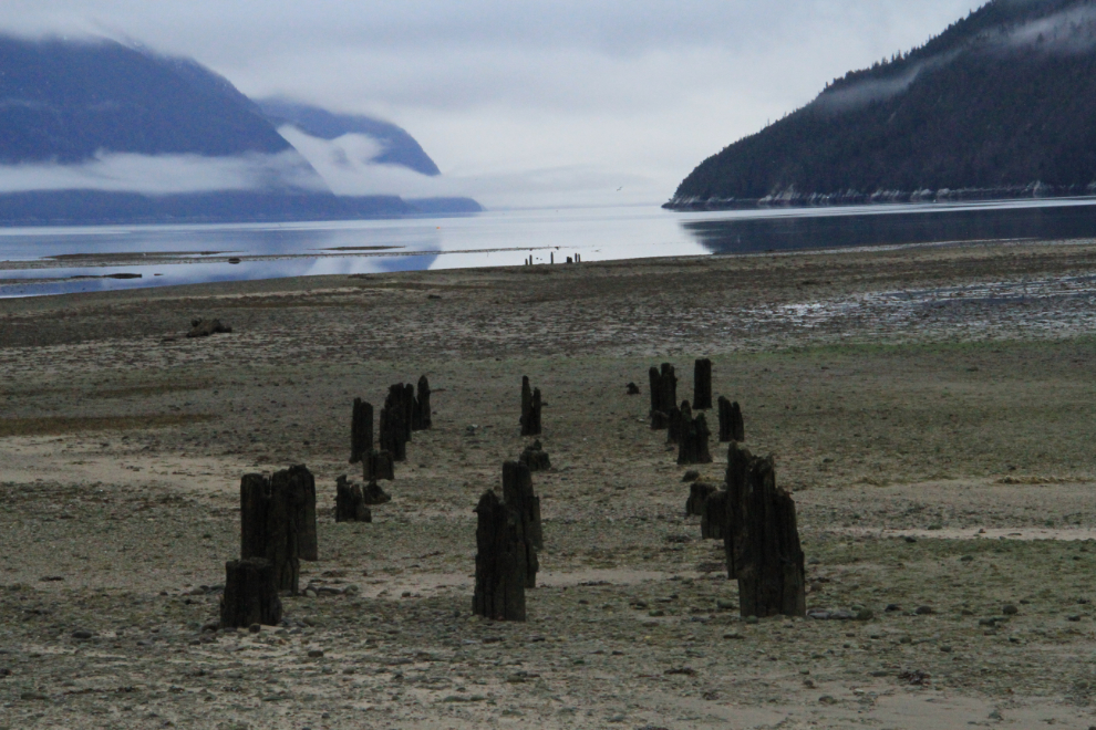 Wharf pilings from the Klondike Gold Rush