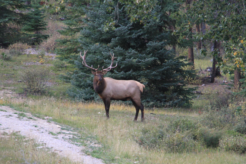 Elk near Jasper, Alberta