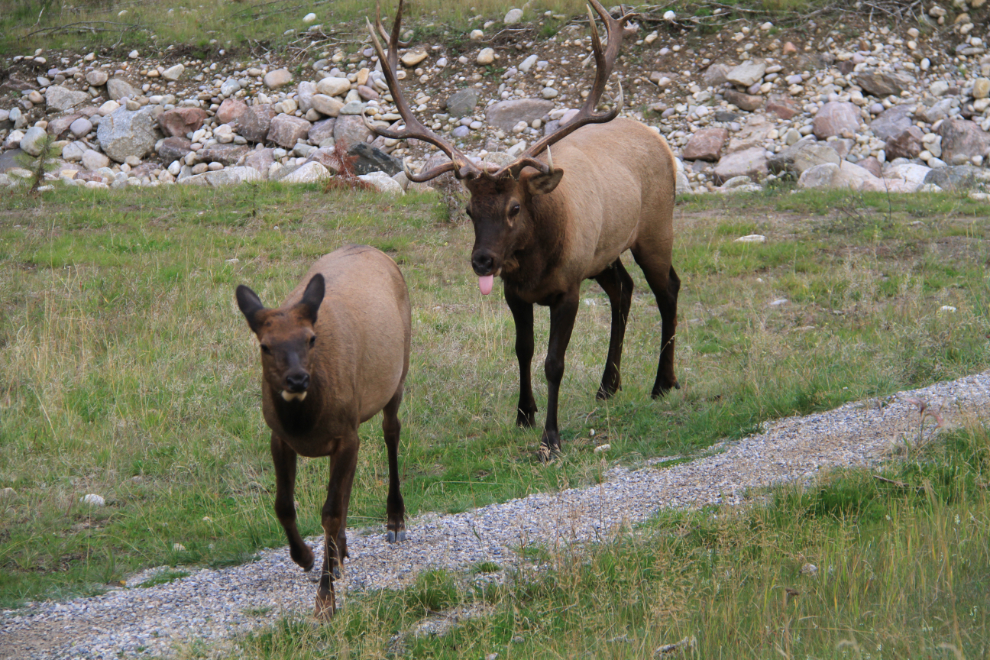 Bull and cow elk at Jasper, Alberta