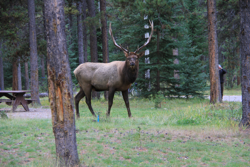 Bull elk in Jasper, Alberta