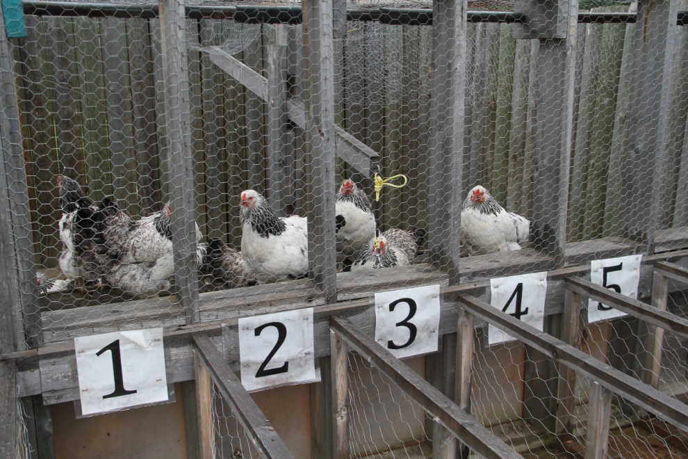 Chicken races at Fort St. James National Historic Site, BC
