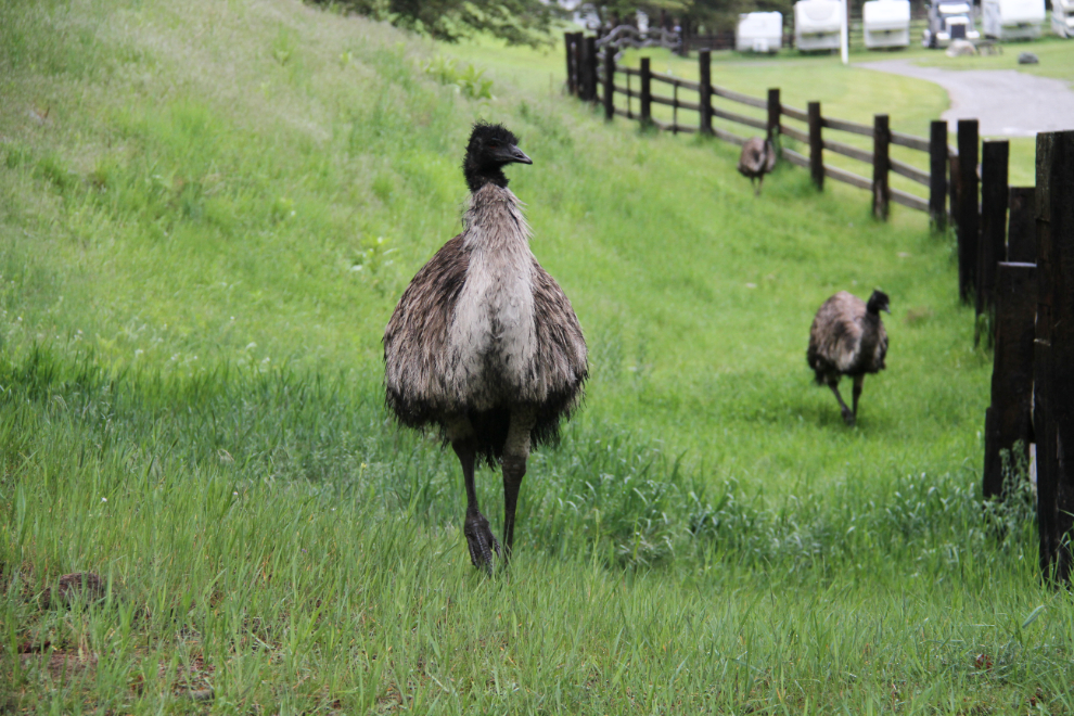 Emu at Fort Steele, BC