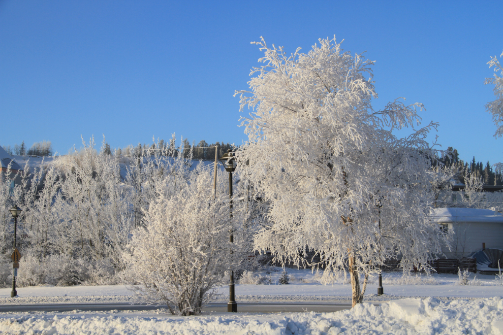Hoar frost on trees at Whitehorse, Yukon
