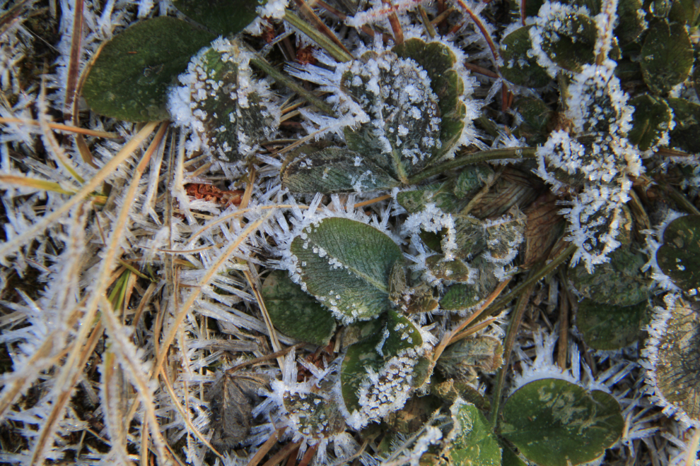 Frosty Yukon plants