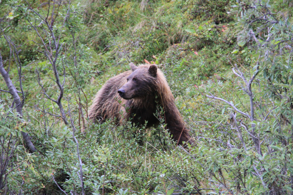 Grizzly bear in Denali National Park, Alaska