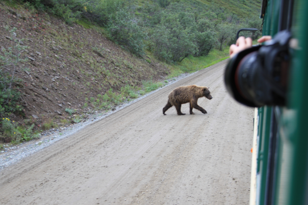 Grizzly bear on the road in Denali National Park, Alaska