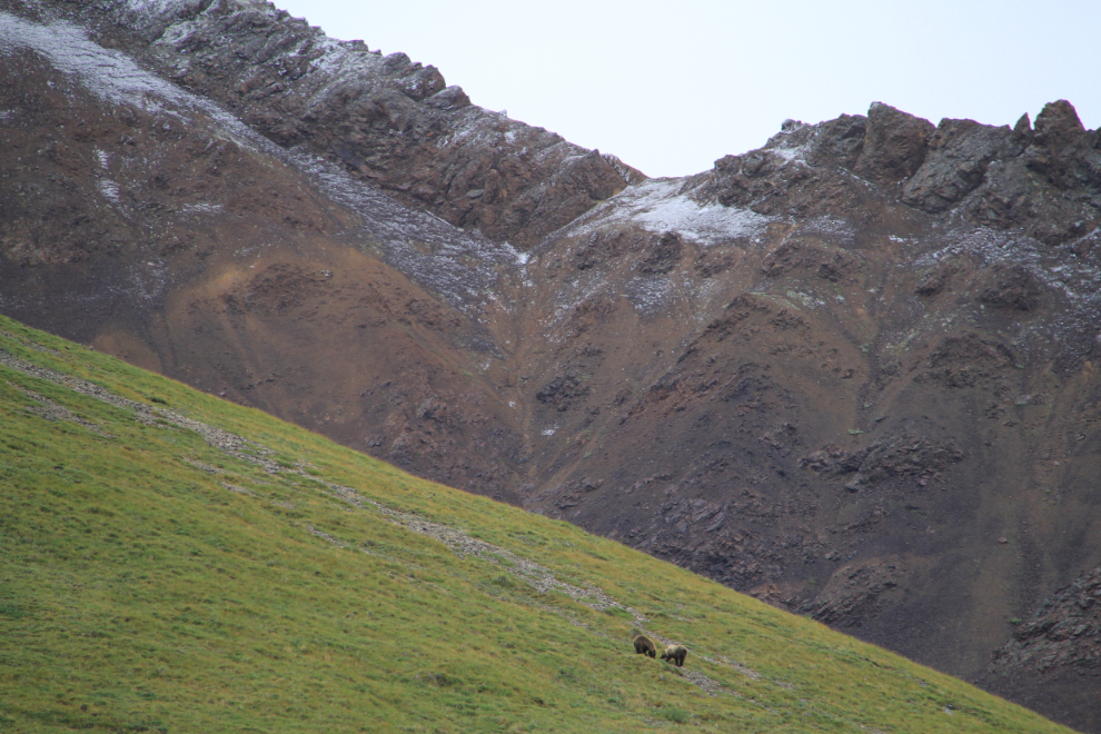 Grizzlies near Sable Pass in Denali National Park, Alaska