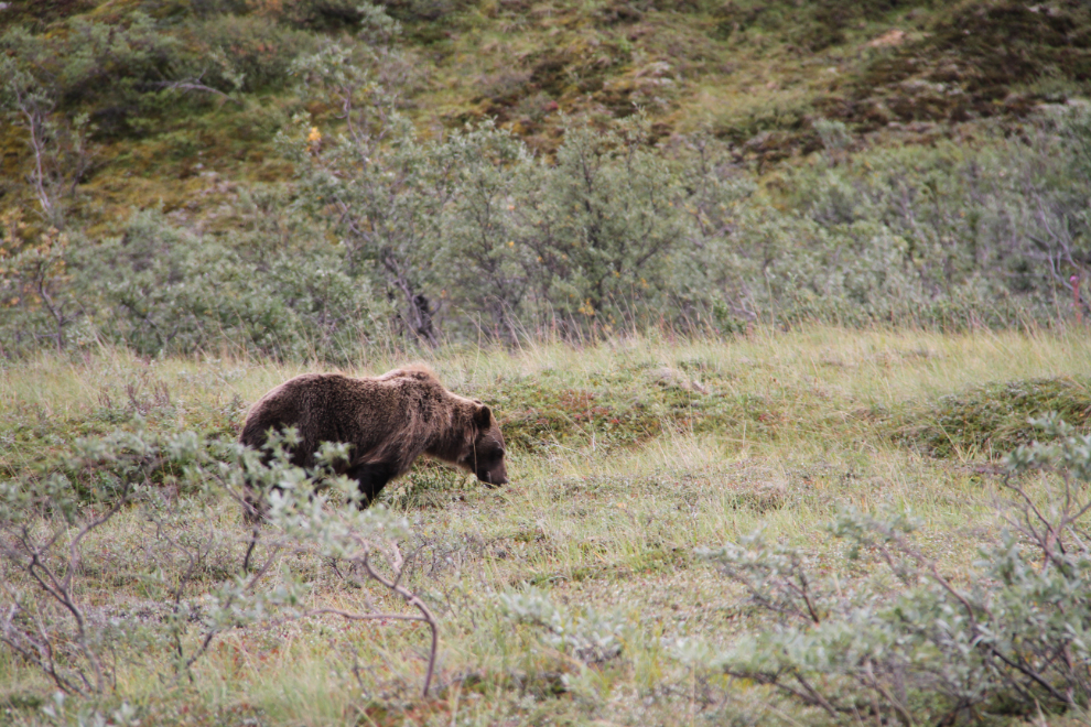 Grizzly bear near Stony Dome in Denali National Park, Alaska
