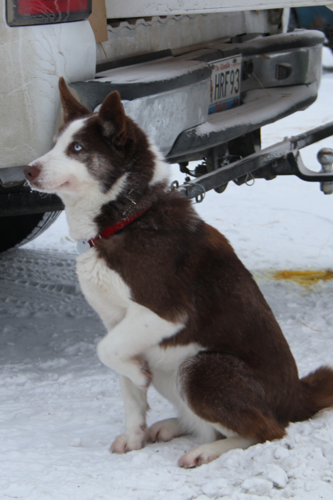 A husky at Dawson City, Yukon