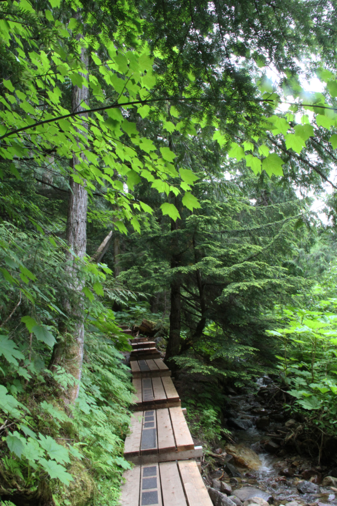 Boardwalk in The Ancient Forest, BC