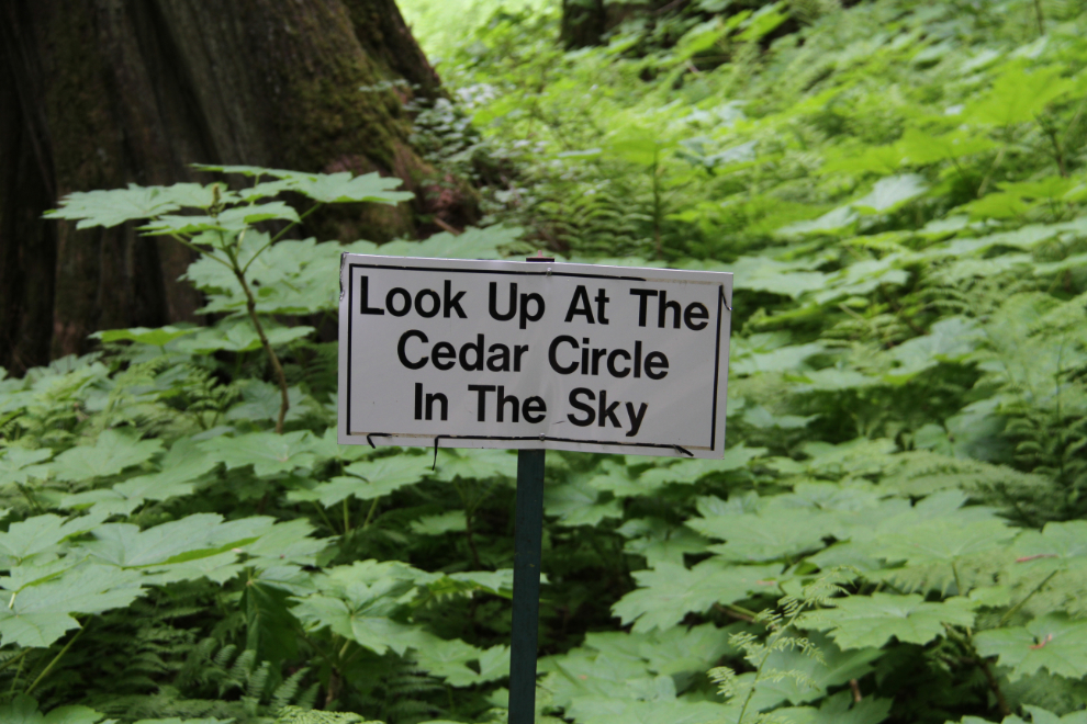 Look Up At The Cedar Circle In The Sky at The Ancient Forest, BC