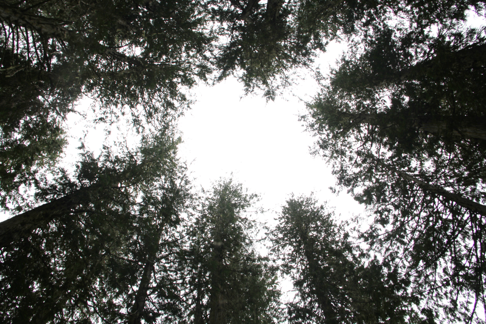 The Cedar Circle In The Sky at The Ancient Forest, BC