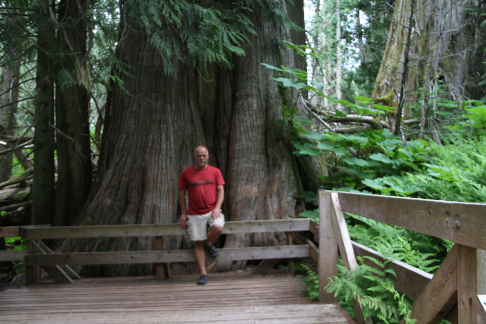 The Big Tree in The Ancient Forest, BC