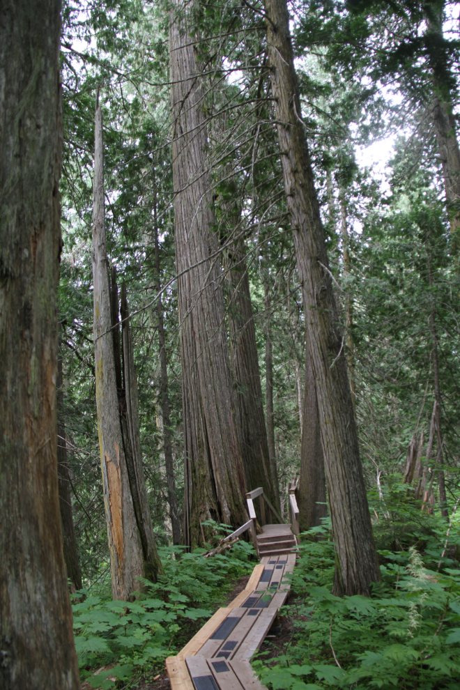 Boardwalk in The Ancient Forest, BC
