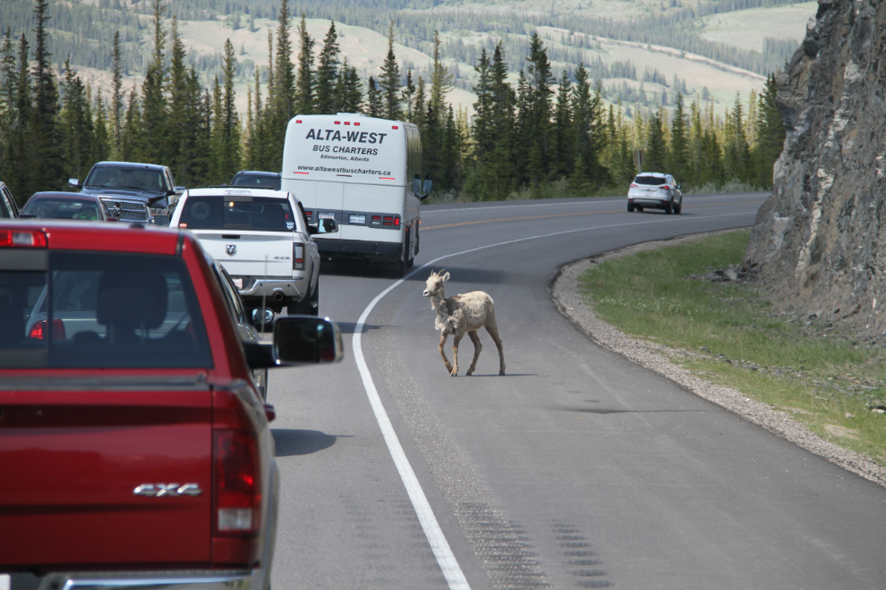  Sheep on Highway 16 north of Jasper