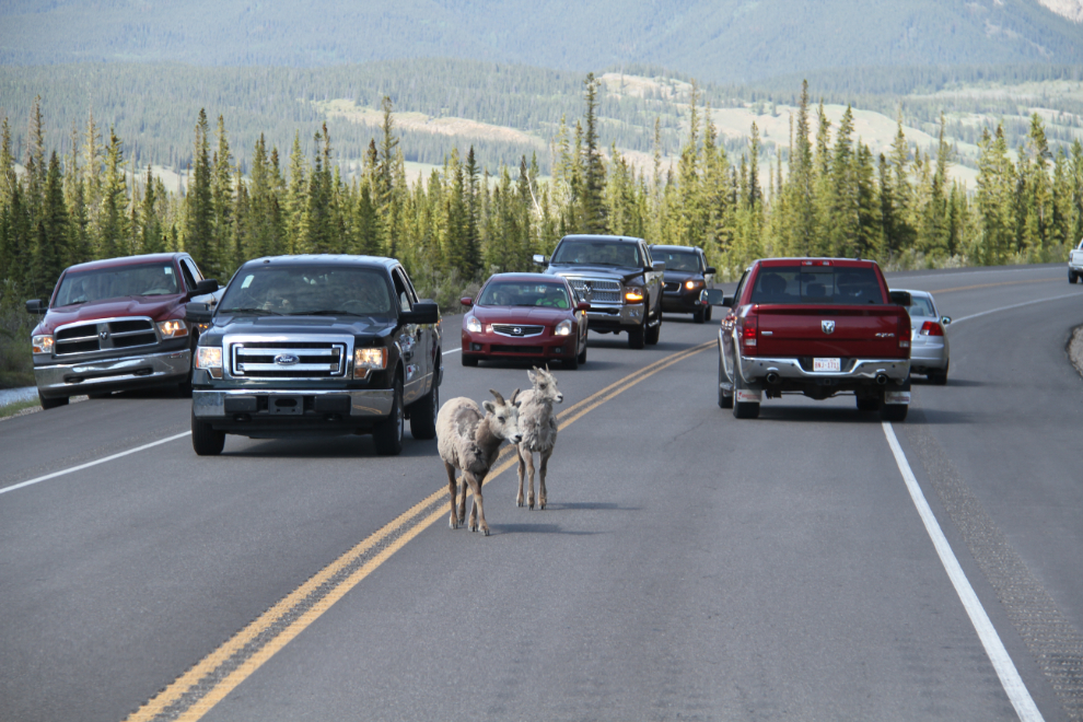  Sheep on Highway 16 north of Jasper