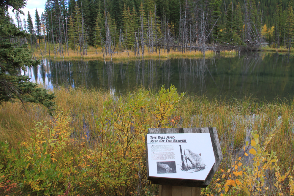 Beaver pond west of Bragg Creek, Alberta