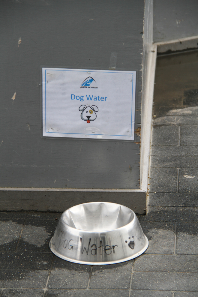 Dog water at the Jasper tram upper station