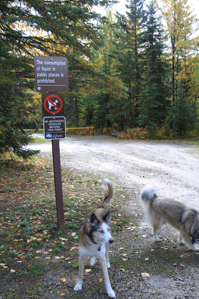 'No Dogs' sign at the historic Kiskatinaw bridge