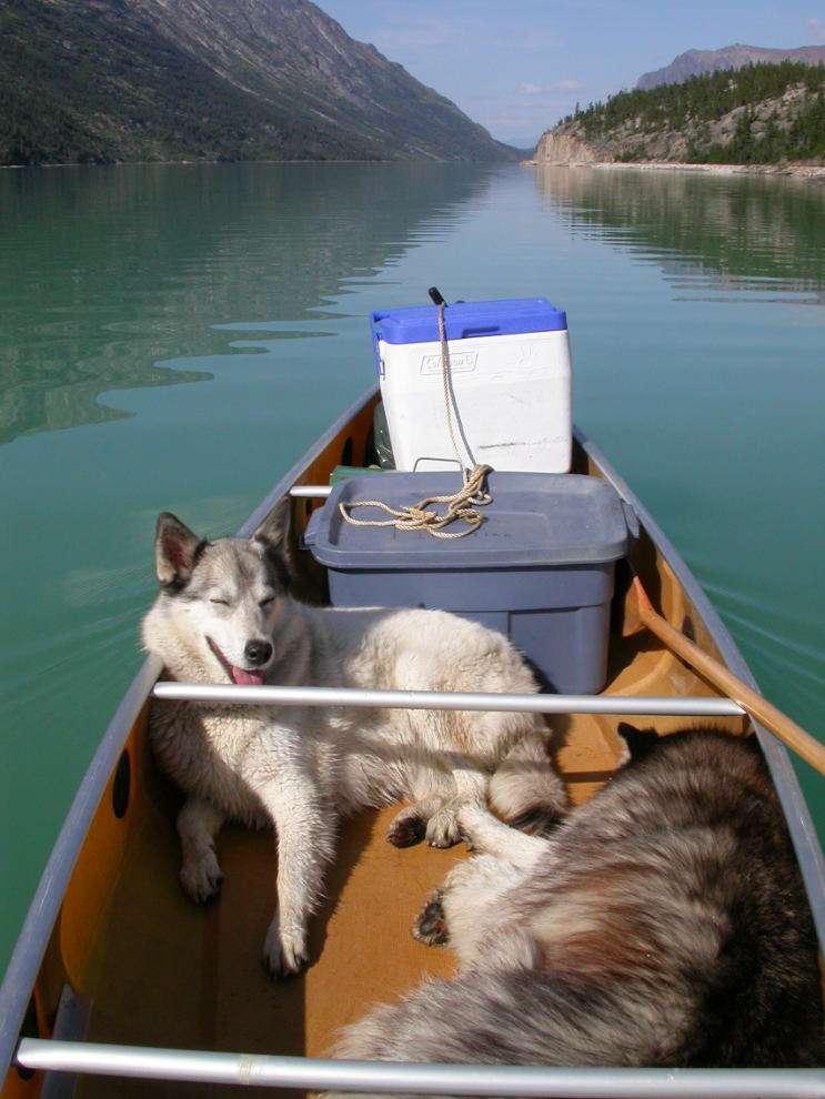 Heading home from Bennett with my dogs by canoe