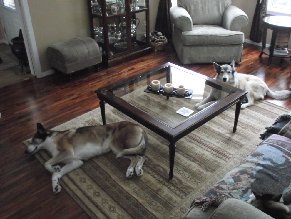 Lazy huskies!