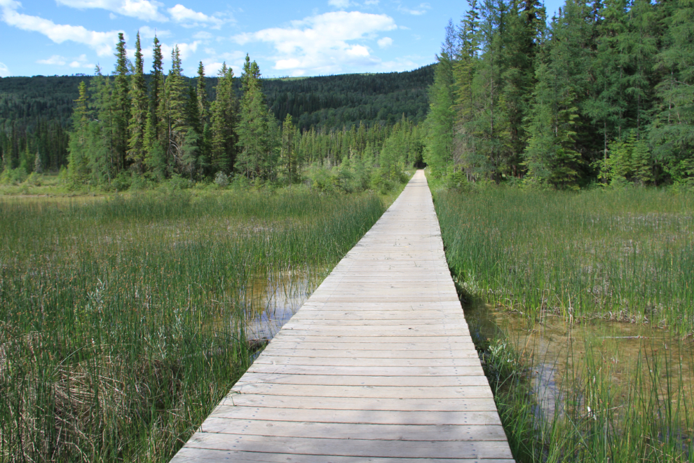 The boardwalk to Liard River Hot Springs in early July.