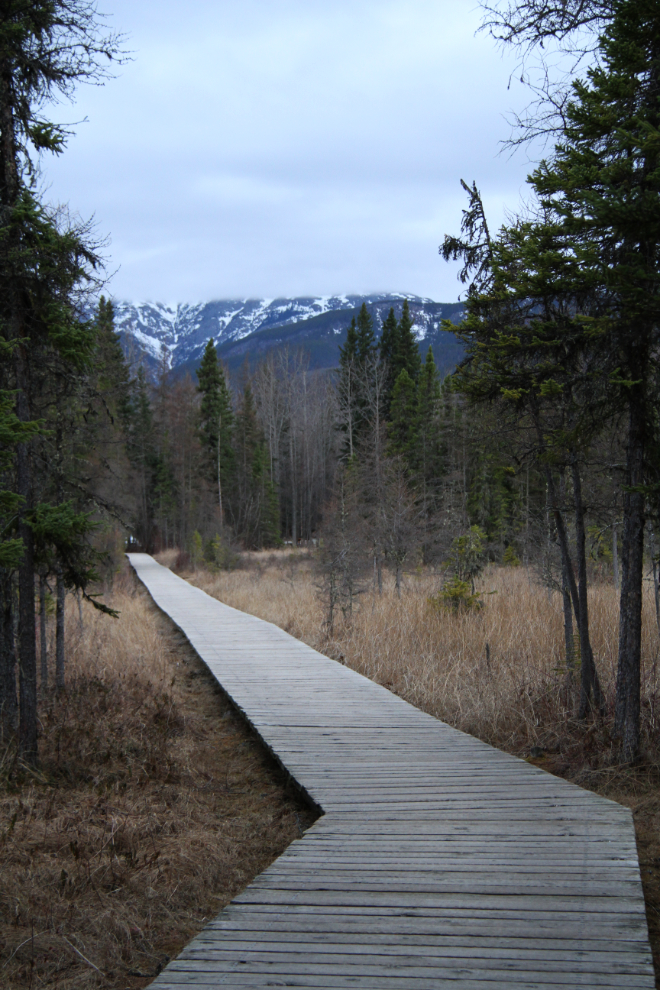The boardwalk to Liard River Hot Springs in late April.