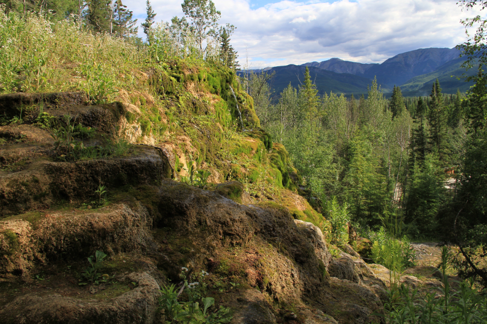 Hanging Gardens at Liard River Hot Springs Provincial Park in early July. Photo by Murray Lundberg