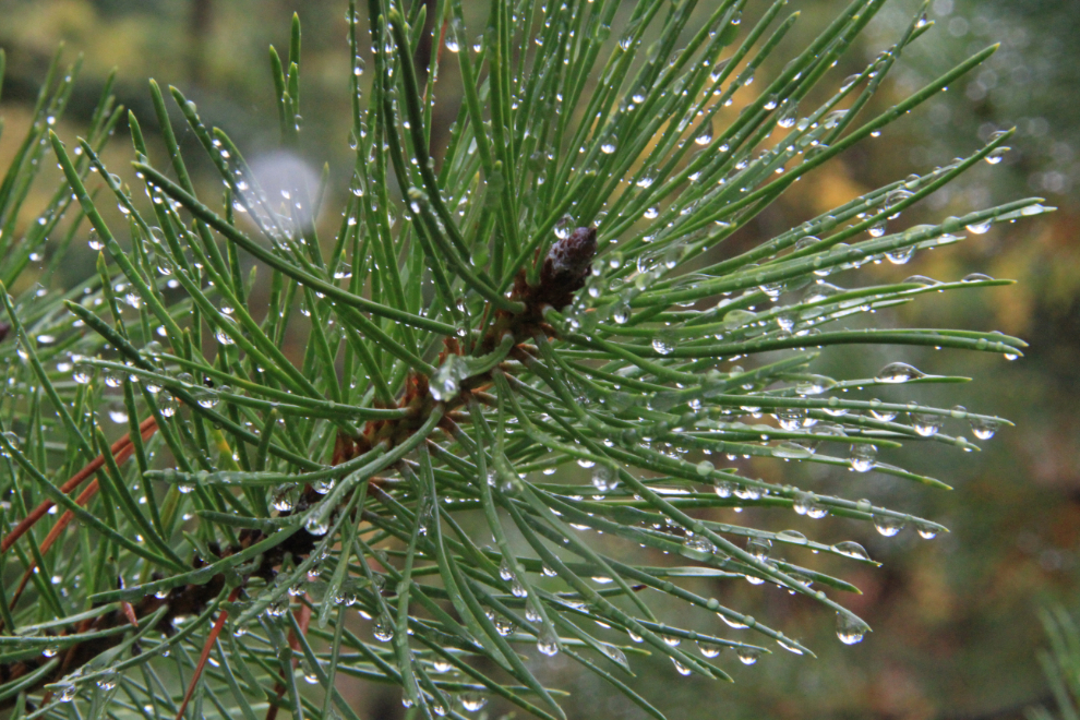Wet lodgepole pine