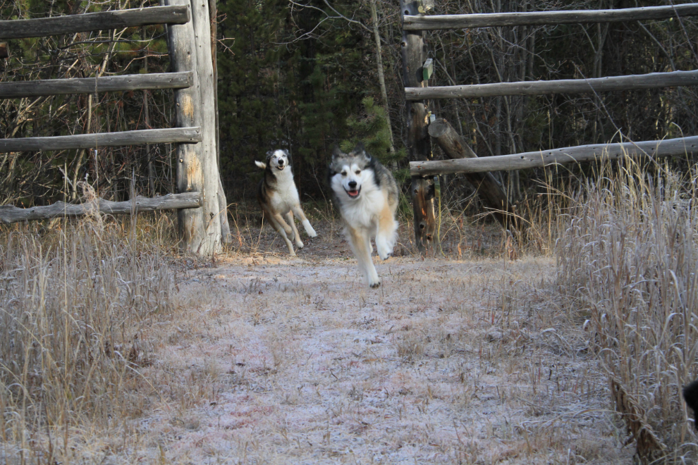 Our dogs Monty and Bella