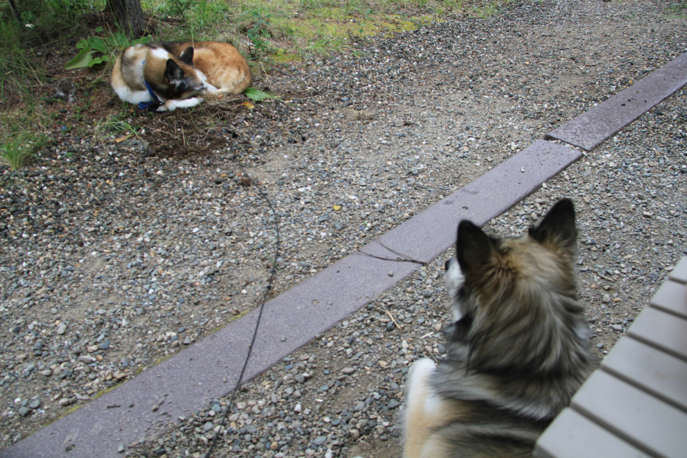 Dogs at Riley Creek Campground, Denali National Park
