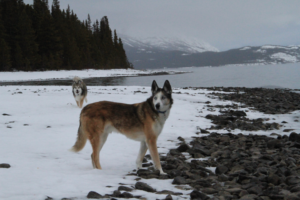 Dogs playing at Tutshi Lake, BC