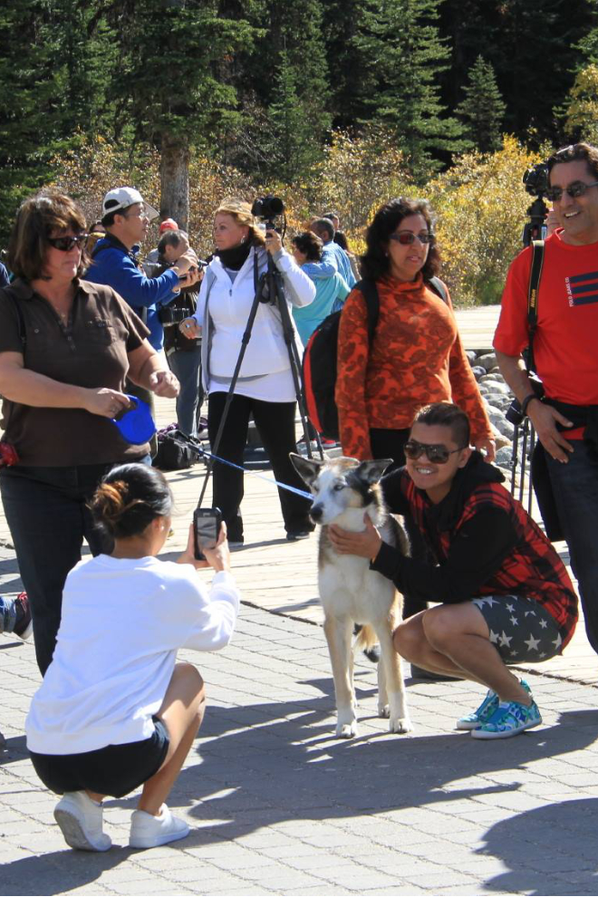 Tourists posing with a husky at Lake Louise, Alberta