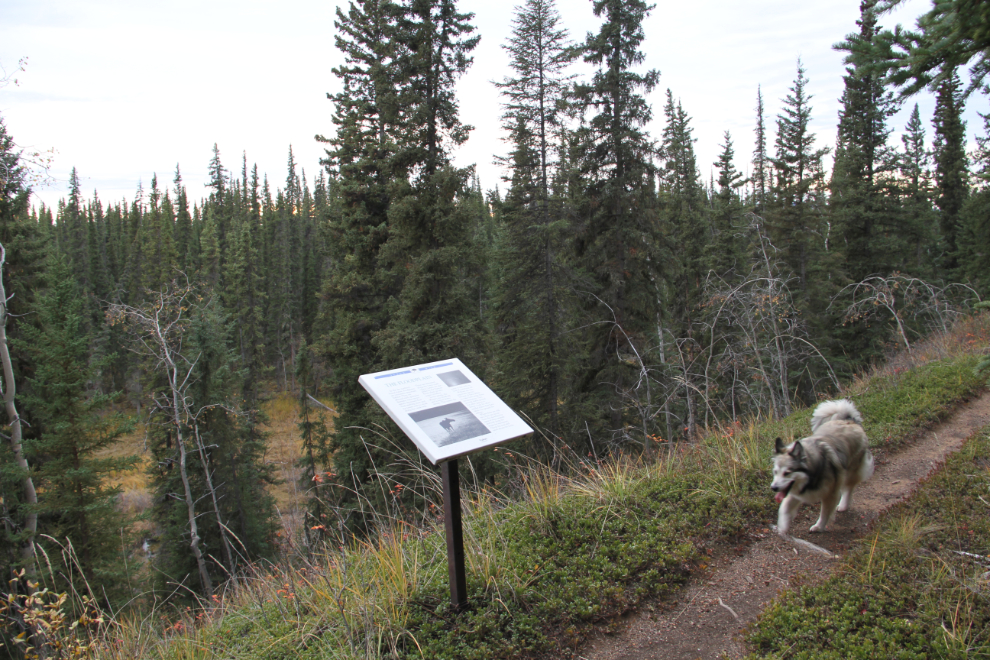 Walking trail at Moose Creek Campground, Yukon