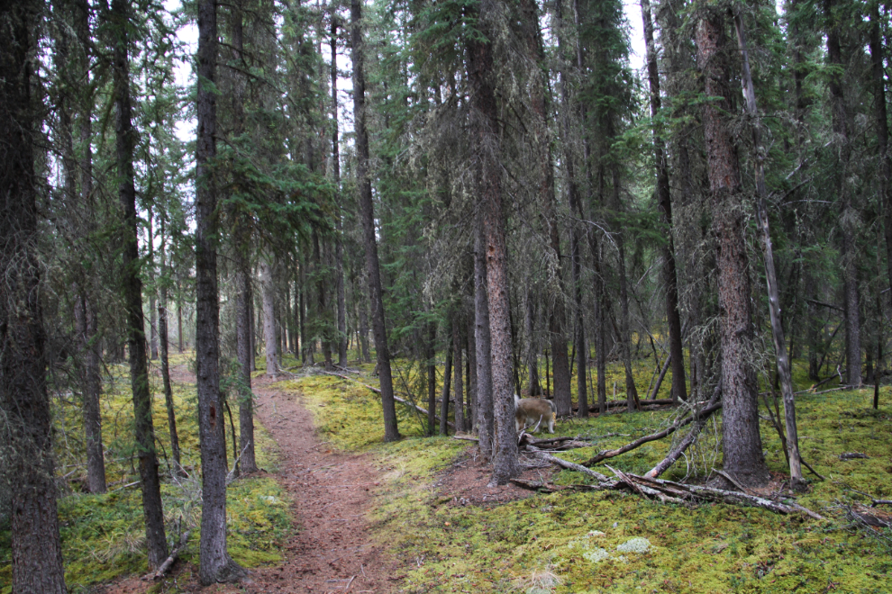 Walking trail at Moose Creek Campground, Yukon