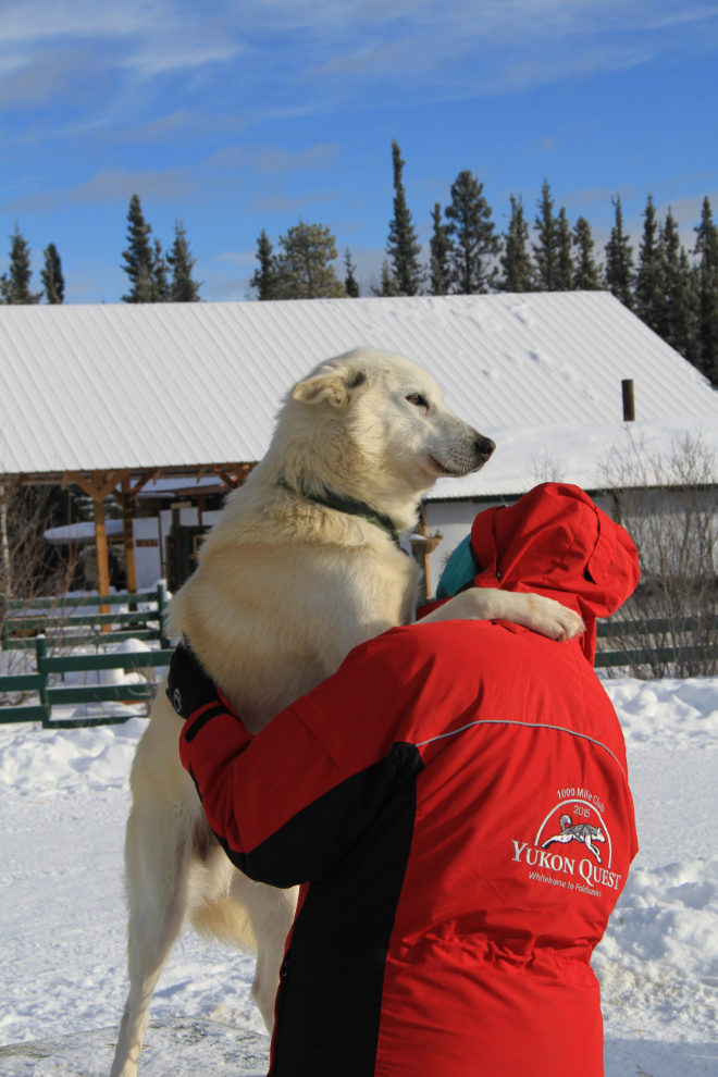Husky love at Muktuk Adventures near Whitehorse, Yukon