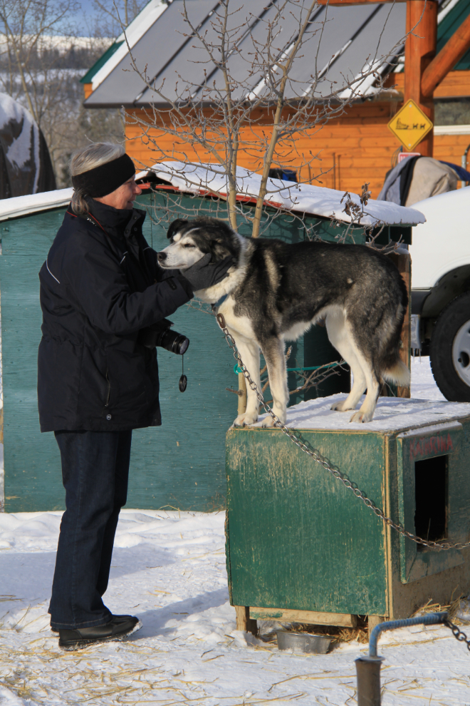 Valentine's Day husky love at Muktuk Adventures near Whitehorse, Yukon