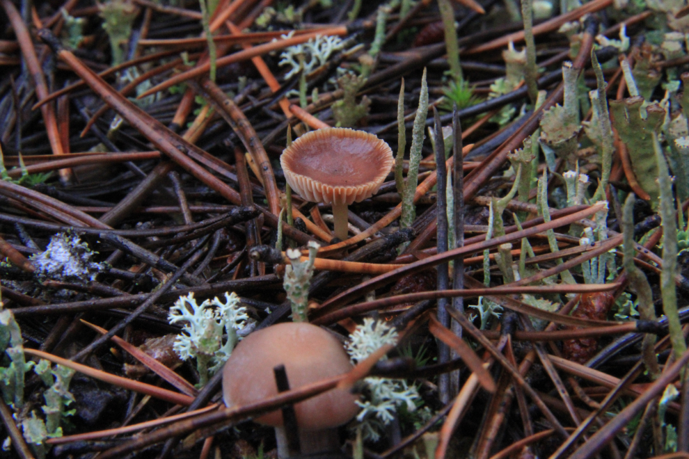Mushrooms in the Yukon