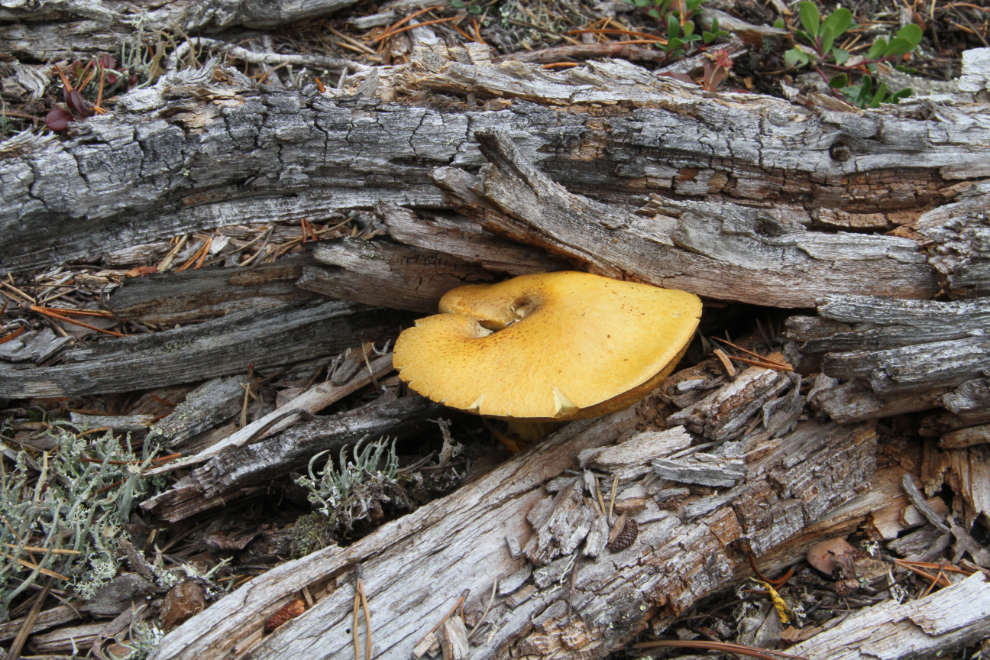 Mushroom in the Yukon