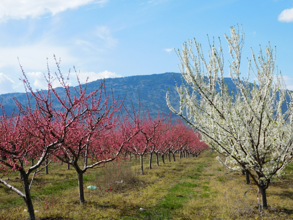 Spring blossoms in Osoyoos, BC