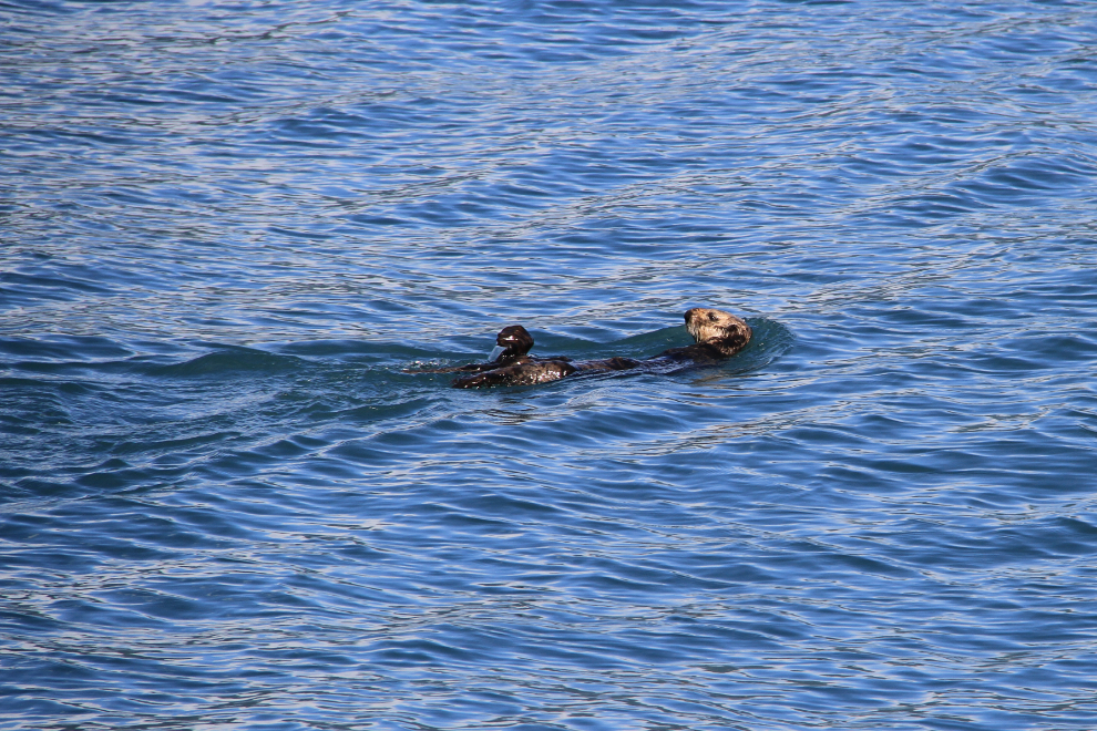 Northern sea otter near Seward, Alaska